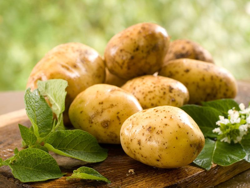 opasen-li-kartofel